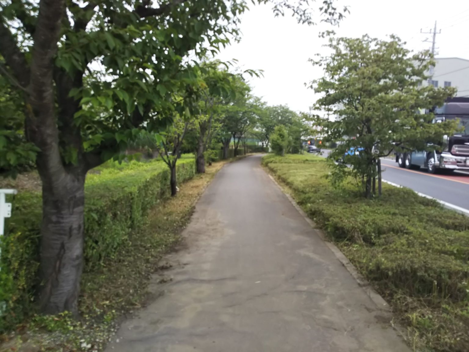 植樹帯の管理 – 宮部造園土木株式会社 公共工事 造園工事