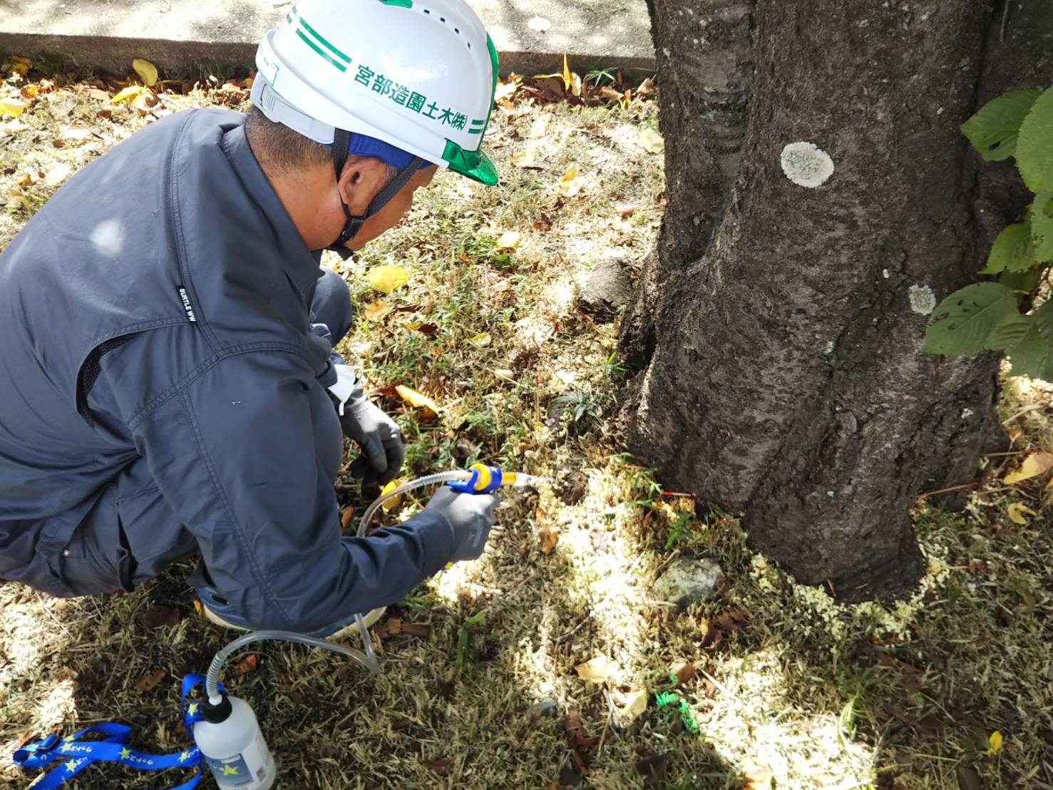 クビアカツヤカミキリ駆除 宮部造園土木株式会社 公共工事 造園工事